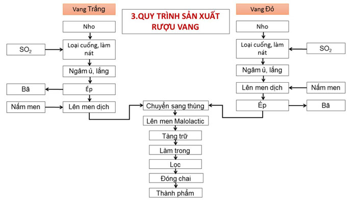 Quy trình sản xuất rượu vang