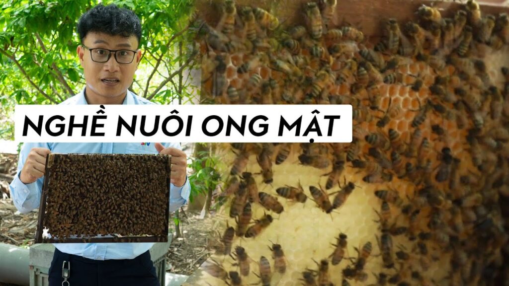 Nghề nuôi ong lấy mật